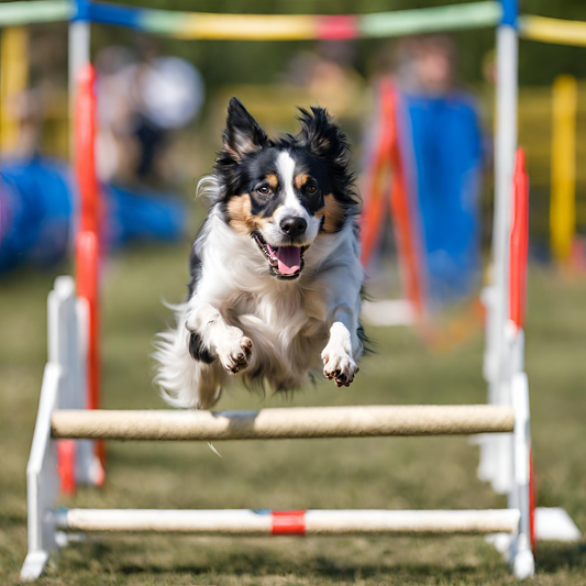 Agility sporty a klouby našich pejsků