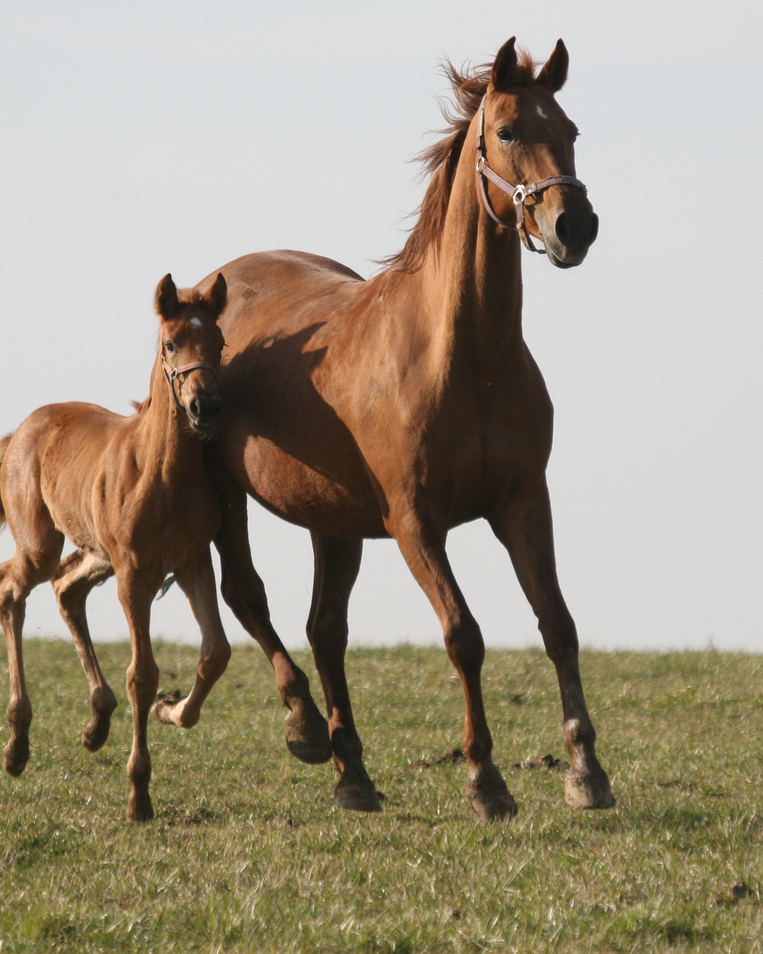 Zdraví koňských kloubů