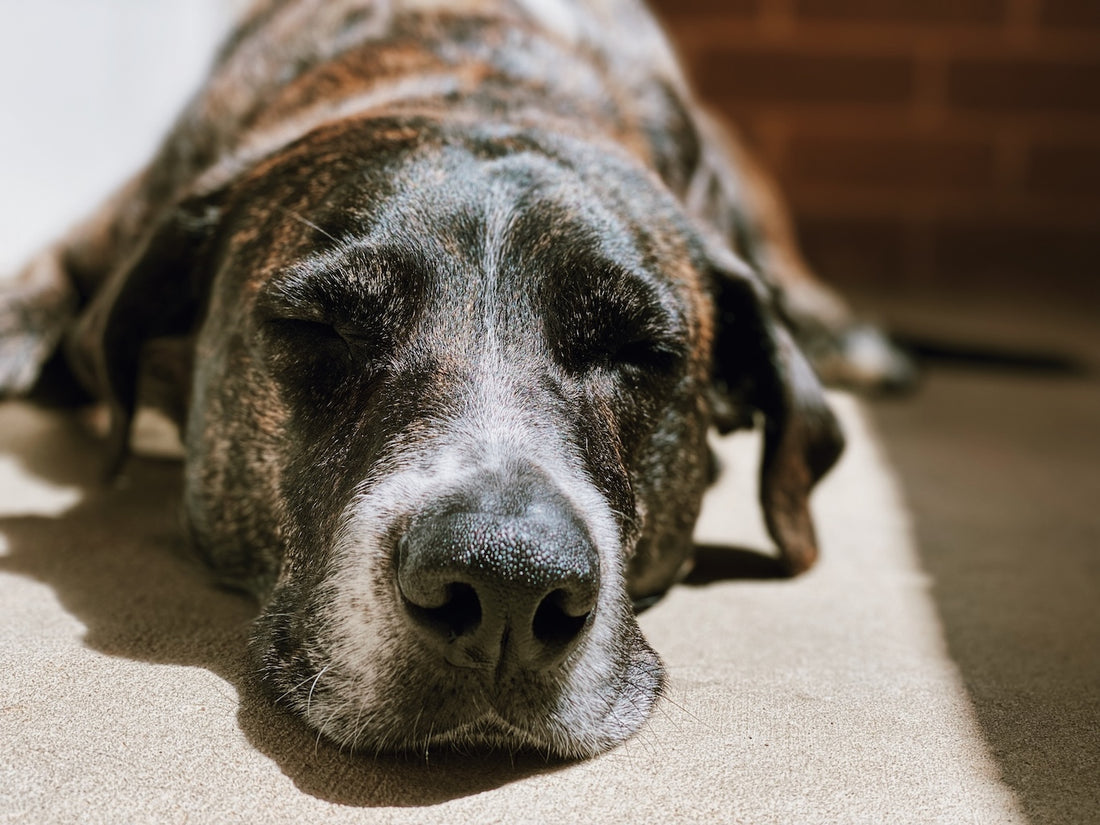 Porozumění osteoartróze psů 🐶: Příznaky a léčba